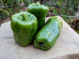 Restore Farms Green Bell Peppers